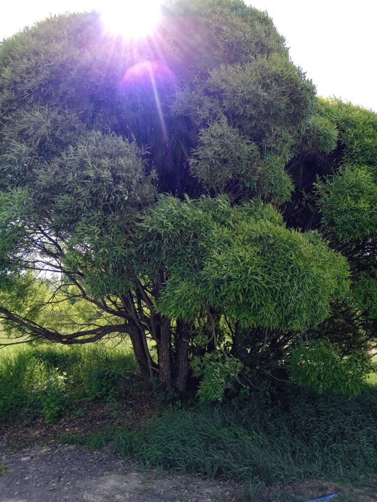 Tiedon puu. Terapiaa sinulle.